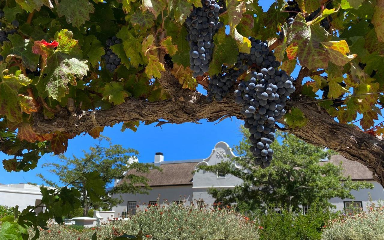 The Vineyard Cottage By L' Amitie Estate Franschhoek Exterior photo